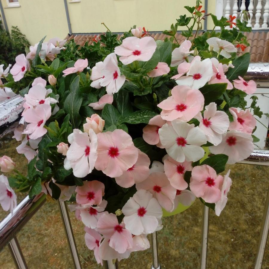Mendula Apartman Pakoštane Kültér fotó